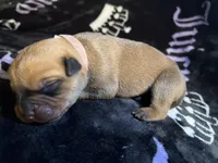 Natasha, a female American Bulldog and Rottweiler for sale in Vienna, IL – 1 of 3