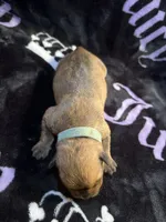 Mintliegh, a female American Bulldog and Rottweiler for sale in Vienna, IL – 3 of 3