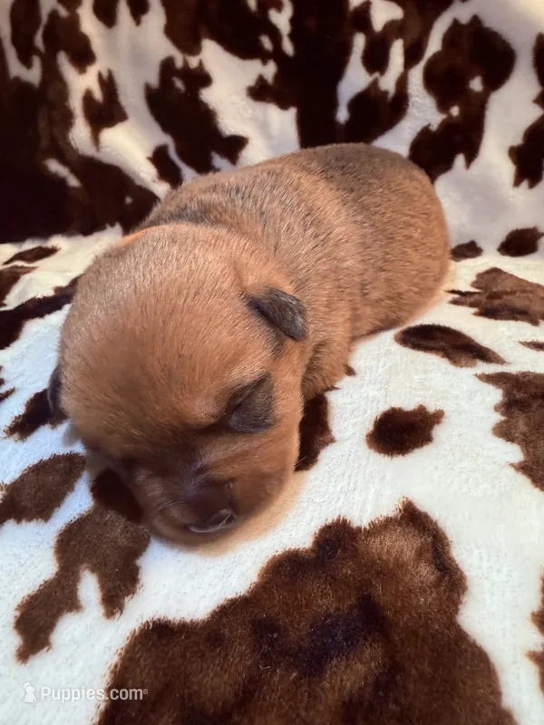 Smokey  – American Bulldog, Rottweiler puppy for sale in Vienna, IL