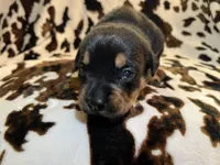 Churro, a female American Bulldog and Rottweiler for sale in Vienna, IL – 5 of 8