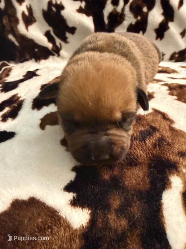 Mud pie – American Bulldog, Rottweiler puppy for sale in Vienna, IL