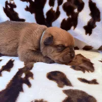 Mint, a female American Bulldog and Rottweiler for sale in Vienna, IL – 6 of 7
