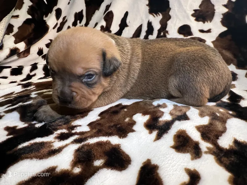 Natasha – American Bulldog, Rottweiler puppy for sale in Vienna, IL
