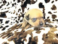 Bandit , a female American Bulldog and Rottweiler for sale in Vienna, IL – 5 of 7