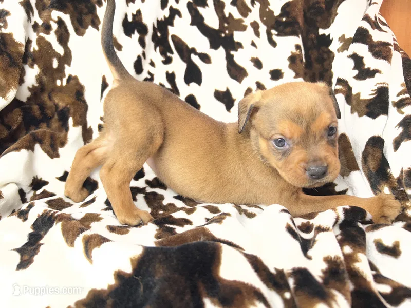 Natasha – American Bulldog, Rottweiler puppy for sale in Vienna, IL