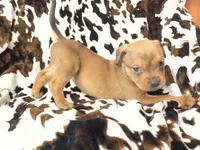 Natasha, a female American Bulldog and Rottweiler for sale in Vienna, IL – 1 of 8