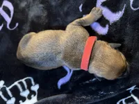 Oak  , a female American Bulldog and Rottweiler for sale in Vienna, IL – 3 of 3