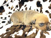 Smokey , a male American Bulldog and Rottweiler for sale in Vienna, IL – 6 of 7