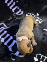 Natasha, a female American Bulldog and Rottweiler for sale in Vienna, IL – 3 of 3