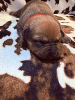 Oak  , a female American Bulldog and Rottweiler for sale in Vienna, IL – 7 of 7