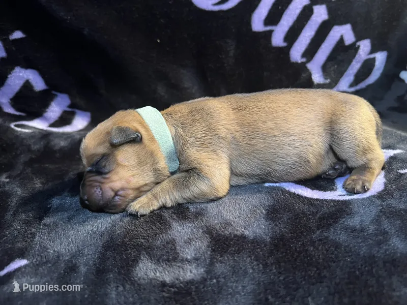 Mintliegh – American Bulldog, Rottweiler puppy for sale in Vienna, IL