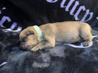 Mintliegh, a female American Bulldog and Rottweiler for sale in Vienna, IL – 1 of 3