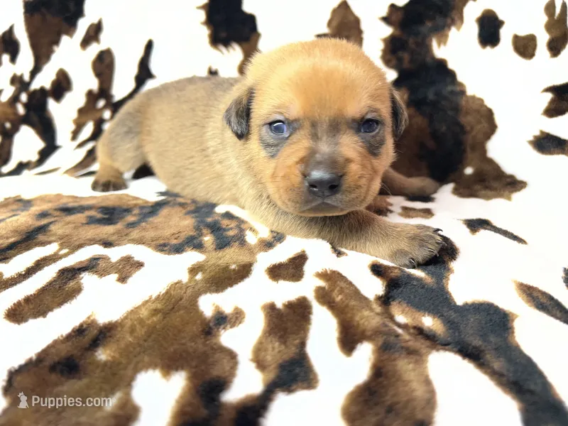 Smokey  – American Bulldog, Rottweiler puppy for sale in Vienna, IL
