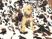 Bandit , a female American Bulldog and Rottweiler for sale in Vienna, IL – 2 of 7