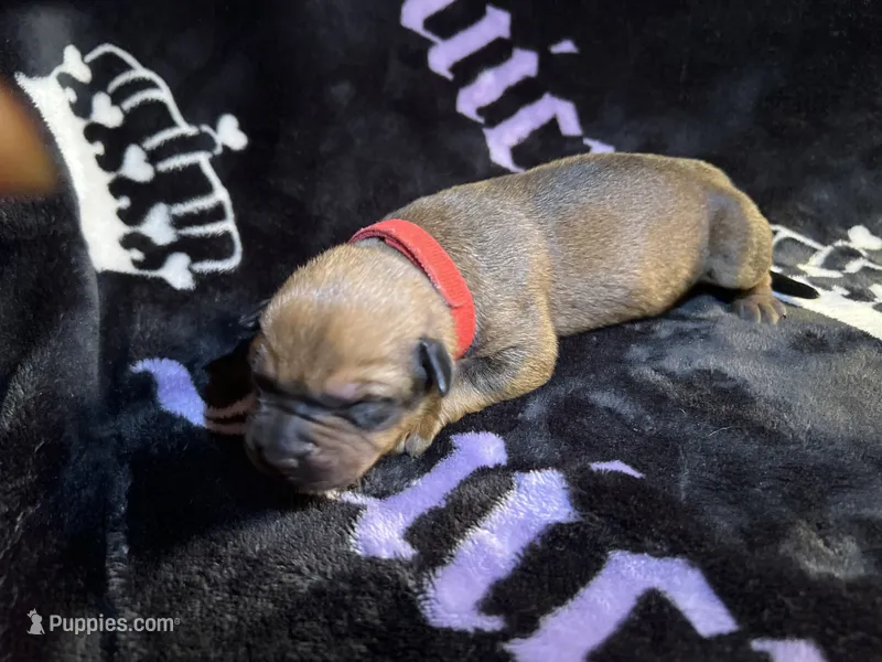 Oak   – American Bulldog, Rottweiler puppy for sale in Vienna, IL
