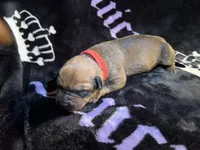 Oak  , a female American Bulldog and Rottweiler for sale in Vienna, IL – 1 of 3