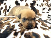 Smokey , a male American Bulldog and Rottweiler for sale in Vienna, IL – 5 of 7