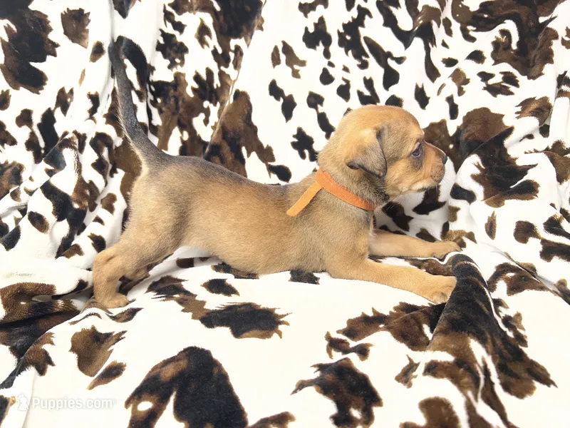 Bandit  – American Bulldog, Rottweiler puppy for sale in Vienna, IL