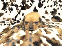 Mint, a female American Bulldog and Rottweiler for sale in Vienna, IL – 4 of 7