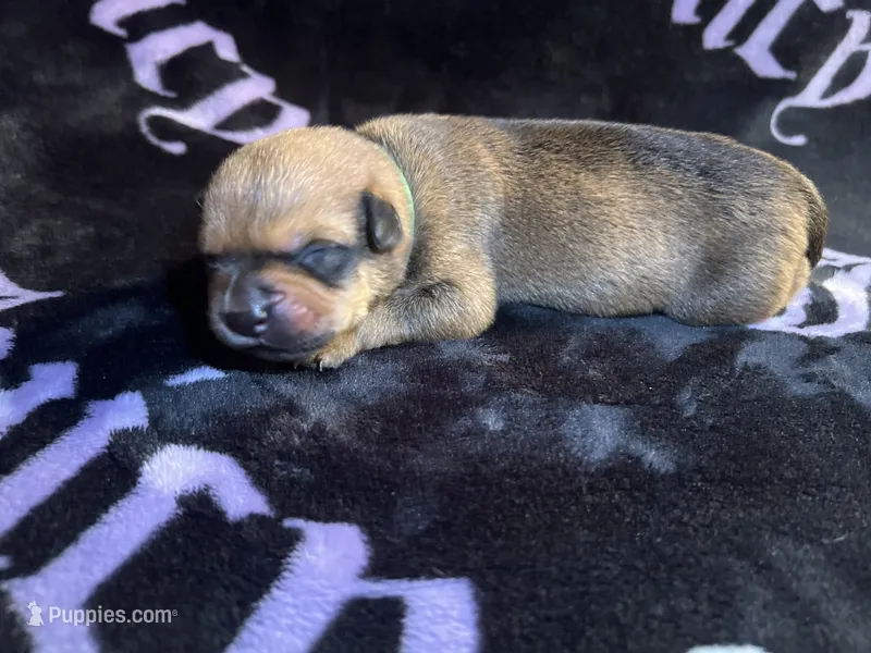 Bandit  – American Bulldog, Rottweiler puppy for sale in Vienna, IL
