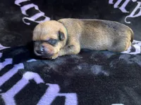 Bandit , a female American Bulldog and Rottweiler for sale in Vienna, IL – 1 of 3