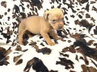 Natasha, a female American Bulldog and Rottweiler for sale in Vienna, IL – 3 of 8