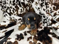 Churro, a female American Bulldog and Rottweiler for sale in Vienna, IL – 2 of 8