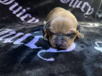 Natasha, a female American Bulldog and Rottweiler for sale in Vienna, IL – 2 of 3