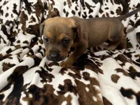 Oak  , a female American Bulldog and Rottweiler for sale in Vienna, IL – 2 of 7