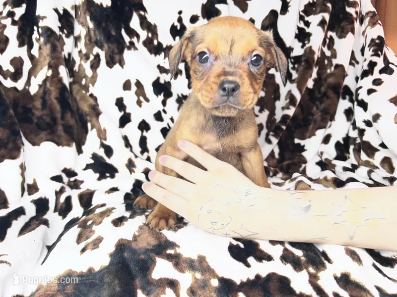Mint – American Bulldog, Rottweiler puppy for sale in Vienna, IL