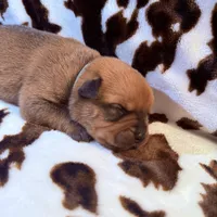 Mint, a female American Bulldog and Rottweiler for sale in Vienna, IL – 7 of 7
