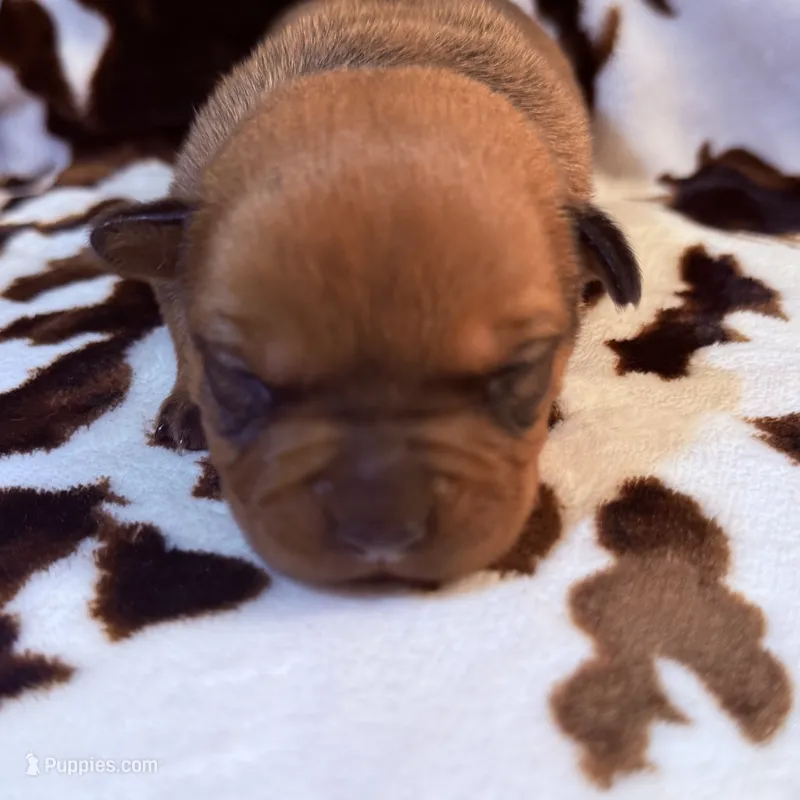 Natasha – American Bulldog, Rottweiler puppy for sale in Vienna, IL