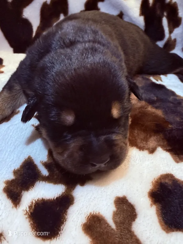 Churro – American Bulldog, Rottweiler puppy for sale in Vienna, IL