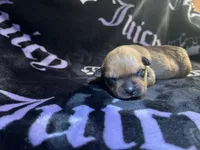 Bandit , a female American Bulldog and Rottweiler for sale in Vienna, IL – 2 of 3