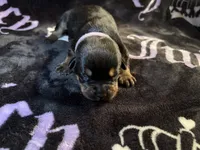 Churro, a female American Bulldog and Rottweiler for sale in Vienna, IL – 3 of 3