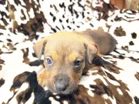 Mud pie, a female American Bulldog and Rottweiler for sale in Vienna, IL – 3 of 8