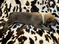Oak  , a female American Bulldog and Rottweiler for sale in Vienna, IL – 5 of 7