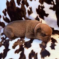 Natasha, a female American Bulldog and Rottweiler for sale in Vienna, IL – 8 of 8