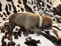 Natasha, a female American Bulldog and Rottweiler for sale in Vienna, IL – 5 of 8