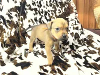 Bandit , a female American Bulldog and Rottweiler for sale in Vienna, IL – 3 of 7