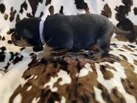 Churro, a female American Bulldog and Rottweiler for sale in Vienna, IL – 6 of 8