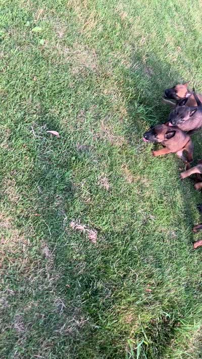 Rosco, a male Belgian Malinois for sale in Honey Brook, PA – 2 of 2