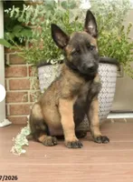 Rosco, a male Belgian Malinois for sale in Honey Brook, PA – 1 of 2