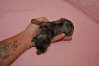 Danna, a female Miniature Pinscher for sale in Conway, MO – 5 of 6