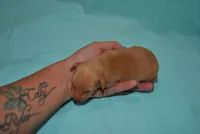Damon, a male Miniature Pinscher for sale in Conway, MO – 6 of 6