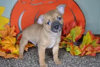 Valentines Special 1, a male Chihuahua for sale in Conway, MO – Photo 5 of 5