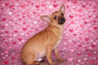 Valentines Special 1, a male Chihuahua for sale in Conway, MO – Photo 1 of 5