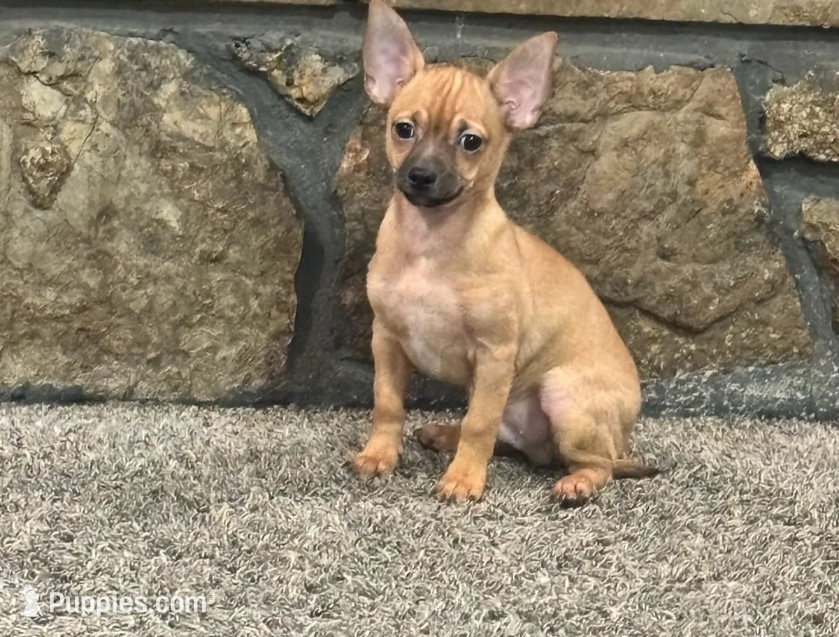 Valentines Special 1, a male Chihuahua for sale in Conway, MO – Photo 2 of 5