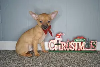 Valentines Special 1, a male Chihuahua for sale in Conway, MO – Photo 3 of 5
