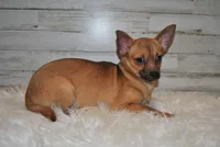 Nico, a male Chihuahua for sale in Conway, MO – Photo 2 of 7